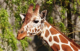 長頸鹿,野生動物,污漬