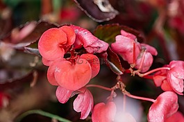 太阳花,花,黄色花
