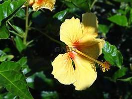 花卉,槿,黃色