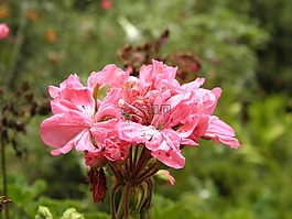 花卉,性質(zhì),蜜蜂