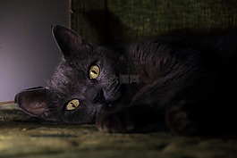 貓,眼睛,動物