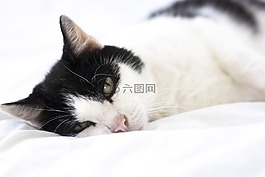貓咪,軟,動物