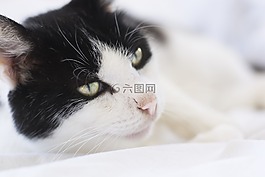 貓咪,軟,動物