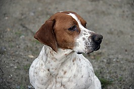 狗,動物,獵犬