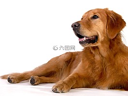 狗,動(dòng)物,寵物