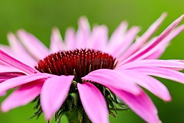 花,粉紅色,花園