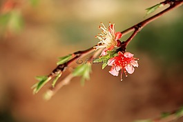 花卉,分支,春