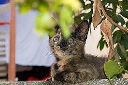 猫,gato,动物
