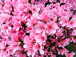 鮮花,開(kāi)花,粉紅色