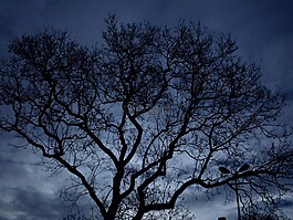 樹,夜,黑暗