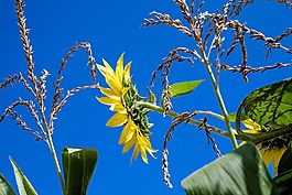 太陽花,向日葵,花