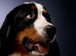 bernese 山狗,狗,动物