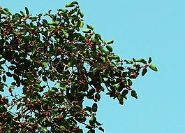 榕,無花果,榕 benghalensis