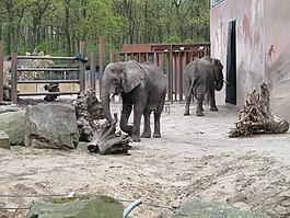 大象,動(dòng)物園,動(dòng)物