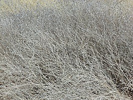 草,干,灰色
