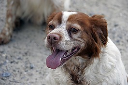 狗,動(dòng)物,獵犬