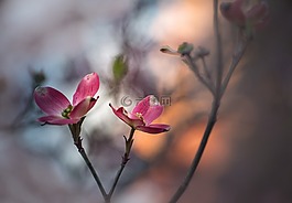 花,山茱萸,植物