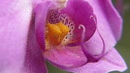 自然,蘭花,花
