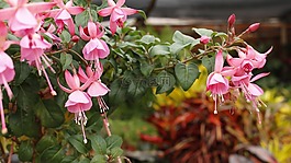 花,顏色,大自然