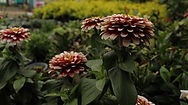 花,顏色,大自然
