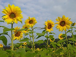 向日葵,鮮花,黃色