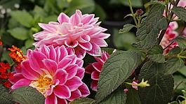 花,顏色,大自然