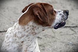 狗,動物,獵犬