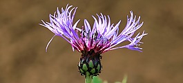 矢車(chē)菊,紫,開(kāi)花