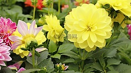花,顏色,大自然