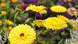 花,顏色,大自然