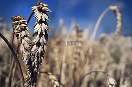 夏季,字段,小麥