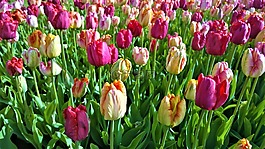 郁金香,鮮花,春天