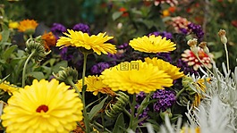 花,顏色,大自然