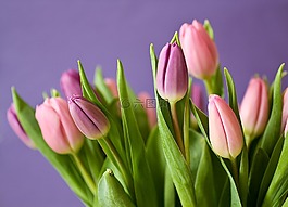 郁金香,鮮花,郁金香花束
