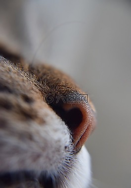 猫,兽医,猫鼻子