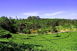 旅游,茶園,性質(zhì)
