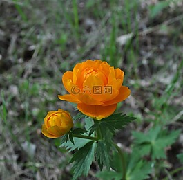 鮮花,橙色,植物