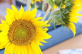 花,向日葵,黃色