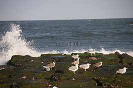 海洋,海,巖