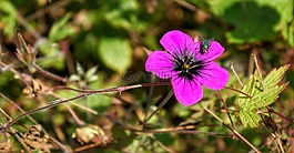花,粉红色,飞