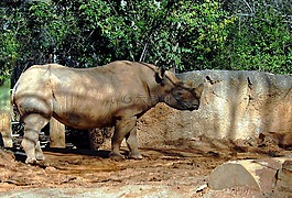 犀牛,野生動物,動物