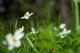花,性質(zhì),背景