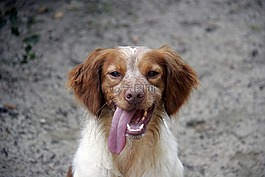 狗,動(dòng)物,獵犬