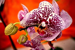 蘭花,花,熱帶
