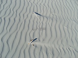 沙,海灘,貽貝