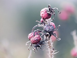 性質(zhì),玫瑰果,瞬態(tài)