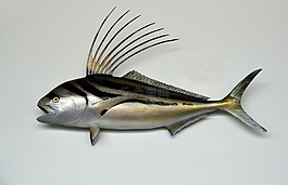 公雞魚(yú),裝載,taxidermy