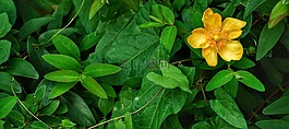 银莲花,花,黄色