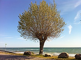 波羅的海,boltenhagen,夏季