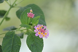 粉紅色的花,鮮花,葉子